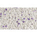 CATS WHITE клампинг Лаванда (5 л.)